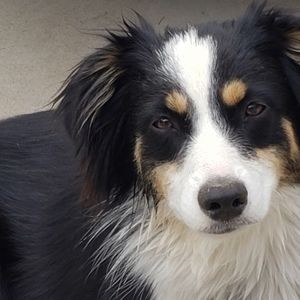 Meet your Posher, Posh